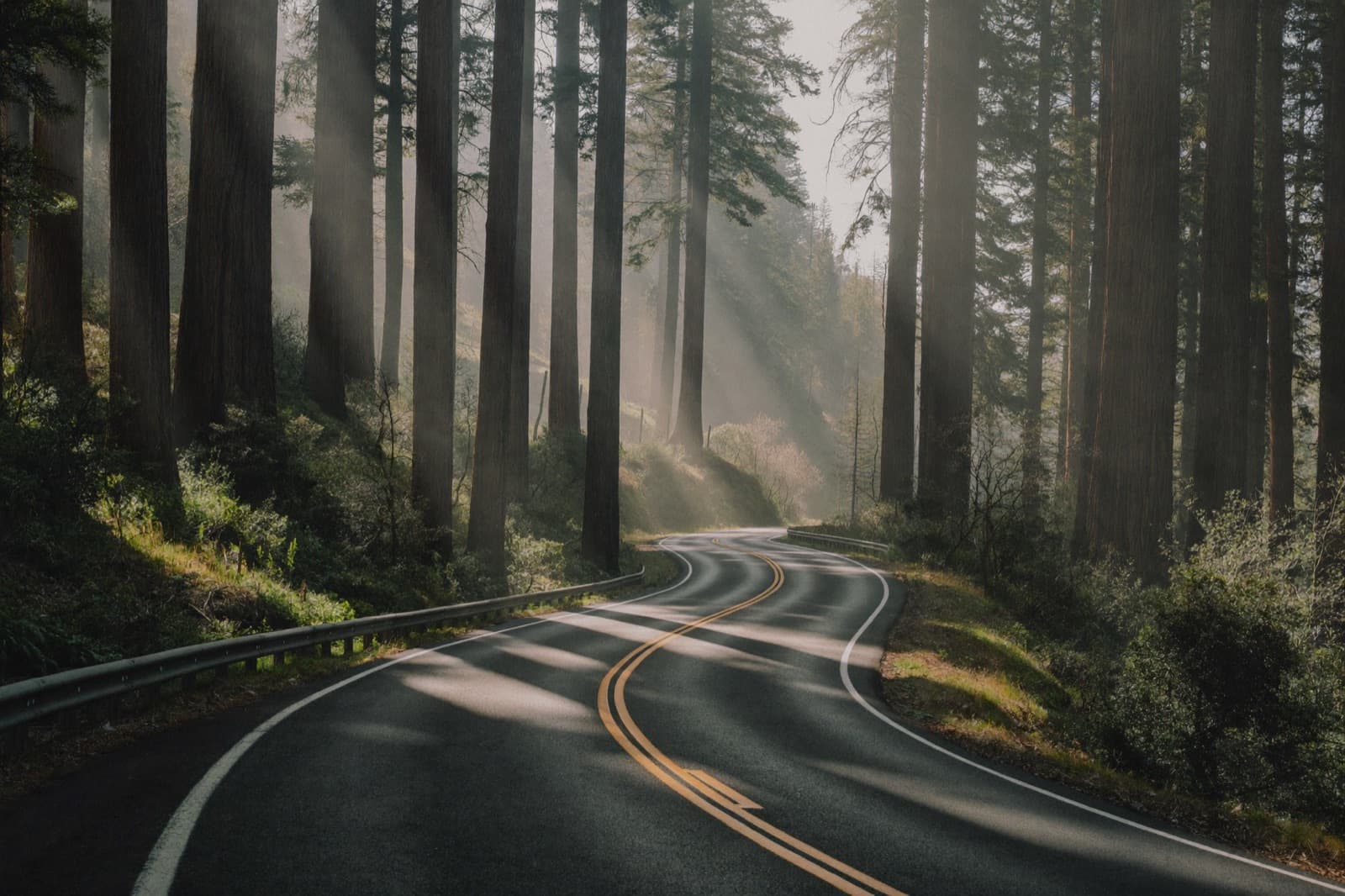 Road through foggy redwoods