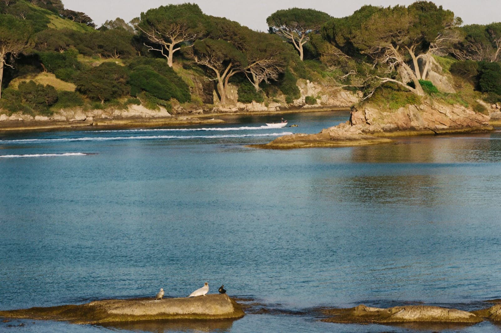Point Lobos